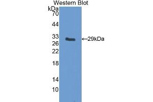Western Blotting (WB) image for anti-Insulin-Like Growth Factor Binding Protein 5 (IGFBP5) (AA 25-271) antibody (ABIN3205006) (IGFBP5 Antikörper  (AA 25-271))