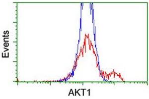 Image no. 3 for anti-V-Akt Murine Thymoma Viral Oncogene Homolog 1 (AKT1) antibody (ABIN1496558) (AKT1 Antikörper)