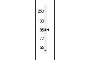 CCD Antibody (C-term) (ABIN655703 and ABIN2845154) western blot analysis in mouse heart tissue lysates (35 μg/lane). (CCDC110 Antikörper  (C-Term))
