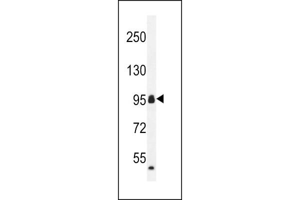 CCDC110 Antikörper  (C-Term)