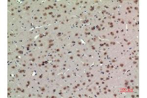 Immunohistochemistry (IHC) analysis of paraffin-embedded Rat Brain, antibody was diluted at 1:100. (ARNTL Antikörper  (Lys538))