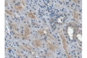 Detection of EPO in Human Kidney Tissue using Monoclonal Antibody to Erythropoietin (EPO) (EPO Antikörper  (AA 28-193))