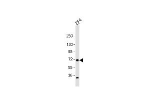 Anti-rab11fip4a Antibody (Center) at 1:1000 dilution + ZF4 whole cell lysate Lysates/proteins at 20 μg per lane. (RAB11FIP4 Antikörper  (AA 183-216))