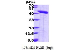 SDS-PAGE (SDS) image for Septin 2 (SEPT2) (AA 1-361) protein (His tag) (ABIN667212)