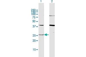 Western Blot analysis of YWHAG expression in transfected 293T cell line by YWHAG MaxPab polyclonal antibody. (14-3-3 gamma Antikörper  (AA 1-247))