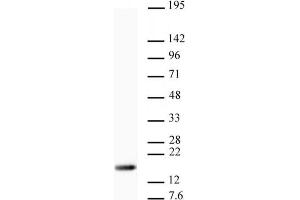 Western blot of Histone H3 trimethyl Lys9 antibody.