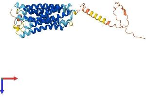 GPRC5D Protein (AA 1-345) (His tag)