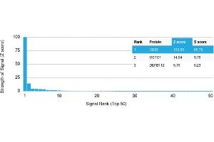 Analysis of Protein Array containing >19,000 full-length human proteins using CD63 Mouse Monoclonal Antibody (LAMP3/2790) Z- and S- Score: The Z-score represents the strength of a signal that a monoclonal antibody (MAb) (in combination with a fluorescently-tagged anti-IgG secondary antibody) produces when binding to a particular protein on the HuProtTM array. (CD63 Antikörper  (AA 100-197))