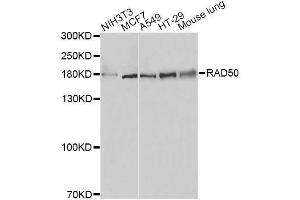 Western blot analysis of extracts of various cell lines, using RAD50 antibody. (RAD50 Antikörper)