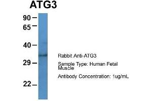 Host: Rabbit  Target Name: ATG3  Sample Tissue: Human Fetal Muscle  Antibody Dilution: 1. (ATG3 Antikörper  (Middle Region))