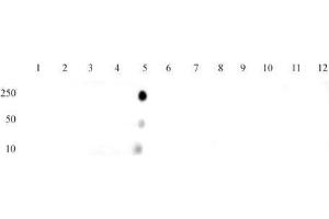 Histone H4K12ac antibody (mAb) tested by dot blot analysis.