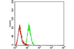 Flow cytometric analysis of HL-60 cells using CD195 mouse mAb (green) and negative control (red). (CCR5 Antikörper)
