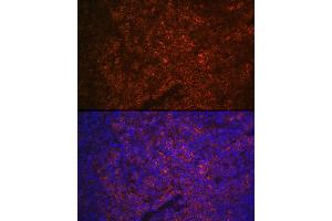 Immunofluorescence analysis of mouse spleen using P2RX5 Rabbit pAb (ABIN6132450, ABIN6145117, ABIN6145118 and ABIN6215403) at dilution of 1:100 (40x lens). (P2RX5 Antikörper  (AA 341-422))