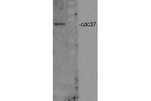 Western blot analysis of Human HeLa cell lysates showing detection of CDC37 protein using Rabbit Anti-CDC37 Polyclonal Antibody . (CDC37 Antikörper  (Atto 390))