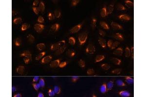 Immunofluorescence analysis of U-2 OS cells using NUCB1 Polyclonal Antibody at dilution of 1:100 (40x lens). (Nucleobindin 1 Antikörper)