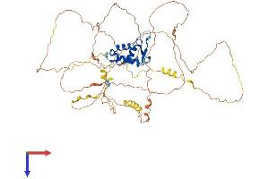 FOXC1 Protein (AA 1-553) (His tag)