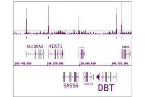 RNA pol II CTD phospho Ser7 antibody (mAb) tested by ChIP-Seq. (Rpb1 CTD Antikörper  (pSer7, Ser7))