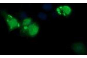 Image no. 1 for anti-ERG, ETS transcription factor (ERG) antibody (ABIN1498075) (ERG Antikörper)