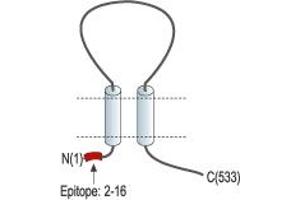 Representative domain view of the target of ABIN7884753.