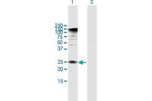 Western Blot analysis of IL32 expression in transfected 293T cell line by IL32 MaxPab polyclonal antibody. (IL32 Antikörper  (AA 1-188))