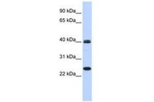 Image no. 1 for anti-Mesoderm Posterior 1 (MESP1) (AA 35-84) antibody (ABIN6740597) (MESP1 Antikörper  (AA 35-84))
