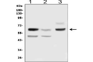 anti-delta Like Protein 3 (DLL3) (AA 599-618), (C-Term) antibody