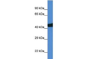 WB Suggested Anti-Sec14l3 Antibody Titration: 1. (SEC14L3 Antikörper  (C-Term))