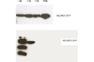 Western blot analysis is shown using Rockland's Affinity Purified anti-Human SUMO-3 antibody to detect GFP-SUMO fusion proteins (arrowheads). (SUMO3 Antikörper)