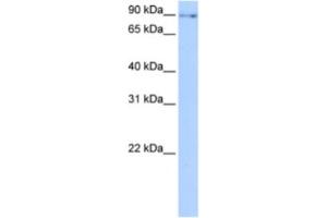 Western Blotting (WB) image for anti-Nuclear Fragile X Mental Retardation Protein Interacting Protein 2 (NUFIP2) antibody (ABIN2463445) (NUFIP2 Antikörper)
