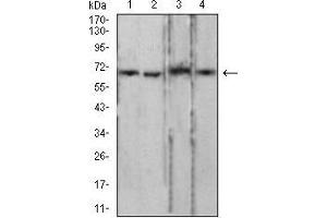 Western Blotting (WB) image for anti-Lamin B2 (LMNB2) (AA 401-600) antibody (ABIN5870700) (Lamin B2 Antikörper  (AA 401-600))