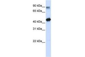 Image no. 1 for anti-High-Mobility Group 20A (HMG20A) (N-Term) antibody (ABIN6740593) (HMG20A Antikörper  (N-Term))