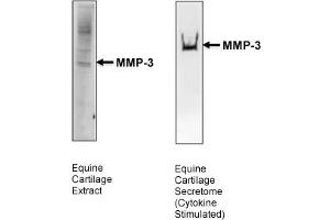 Western Blotting (WB) image for anti-Matrix Metallopeptidase 3 (Stromelysin 1, Progelatinase) (MMP3) (Middle Region) antibody (ABIN2777121)