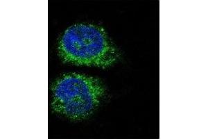 Immunofluorescence (IF) image for anti-Nuclear Receptor Subfamily 4, Group A, Member 2 (NR4A2) (AA 13-42) antibody (ABIN3032065)