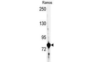 Image no. 1 for anti-Glycyl-tRNA Synthetase (GARS) (C-Term) antibody (ABIN360353) (GARS Antikörper  (C-Term))