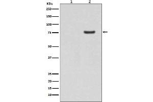 Western blot analysis of Phospho-Synapsin I (S9) expression in (1) Human brain lysate, (2) Human brain lysate treated with AP.