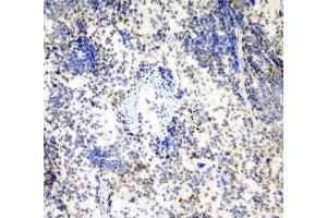IHC analysis of HP1 gamma using anti-HP1 gamma antibody (ABIN5693033). (CBX3 Antikörper  (AA 2-183))