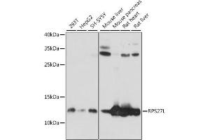 Western blot analysis of extracts of various cell lines, using RPS27L antibody (ABIN7270023) at 1:1000 dilution.