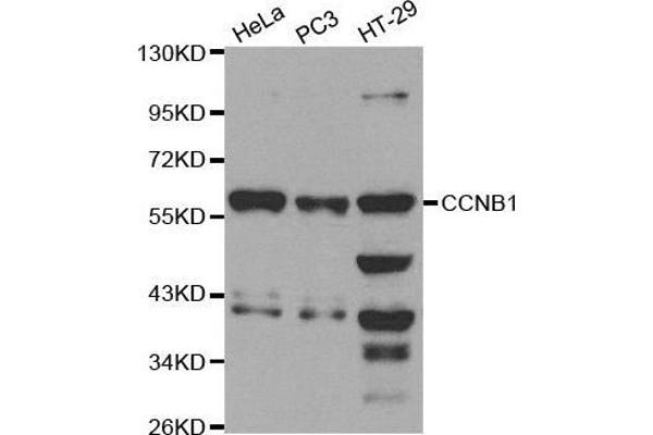 Cyclin B1 Antikörper  (C-Term)