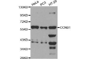 Western blot analysis of extracts of various cell lines, using CCNB1 antibody. (Cyclin B1 Antikörper  (C-Term))