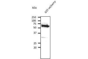 Anti-GST Ab at 2,000 dilution, rabbit polyclonaj to goat lµg (HRP) at 1/10,000 dilution, (GST Antikörper)