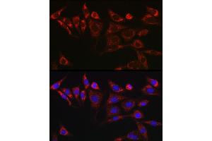 Immunofluorescence analysis of NIH/3T3 cells using KITLG Rabbit pAb (ABIN6128159, ABIN6142901, ABIN6142902 and ABIN6221323) at dilution of 1:25 (40x lens). (KIT Ligand Antikörper  (AA 26-214))