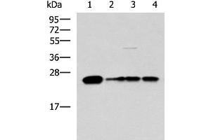 Western blot analysis of 293T LO2 and HepG2 cell lysates using MMAB Polyclonal Antibody at dilution of 1:1400 (MMAB Antikörper)