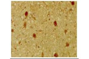 Immunohistochemical staining of mouse tissue using anti-pRb2/p130 antiserum. (p130 Antikörper  (C-Term))