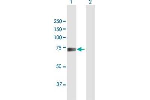 Western Blot analysis of TDP1 expression in transfected 293T cell line by TDP1 MaxPab polyclonal antibody.