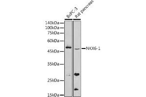 Western blot analysis of extracts of various cell lines, using NKX6-1 antibody (ABIN7268929) at 1:500 dilution. (NKX6-1 Antikörper)