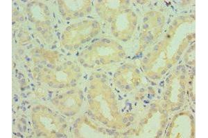 Immunohistochemistry of paraffin-embedded human kidney tissue using ABIN7149270 at dilution of 1:100