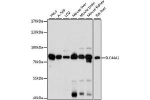 Western blot analysis of extracts of various cell lines, using SLC44A1 antibody. (SLC44A1 Antikörper)