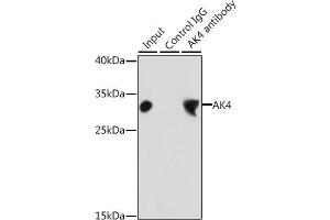 Immunoprecipitation analysis of 200 μg extracts of HepG2 cells, using 3 μg  antibody (ABIN3022789, ABIN3022790, ABIN3022791 and ABIN6219230). (AK4 Antikörper  (AA 1-223))