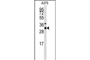 Western blot analysis of anti-STX3 Antibody in A375 cell line lysates (35ug/lane) (STX3 Antikörper  (AA 178-205))