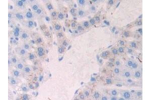 Detection of NCAD in Rat Liver Tissue using Polyclonal Antibody to N-cadherin (NCAD) (N-Cadherin Antikörper  (AA 295-414))